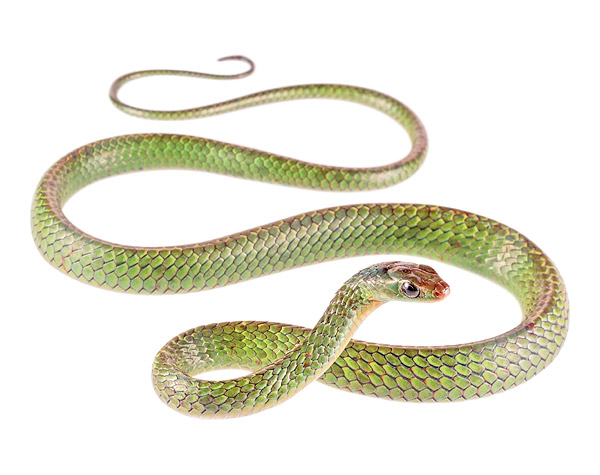 Juvenile Chironius scurrula