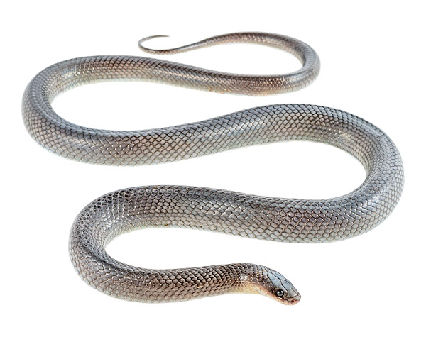 Adult Clelia clelia