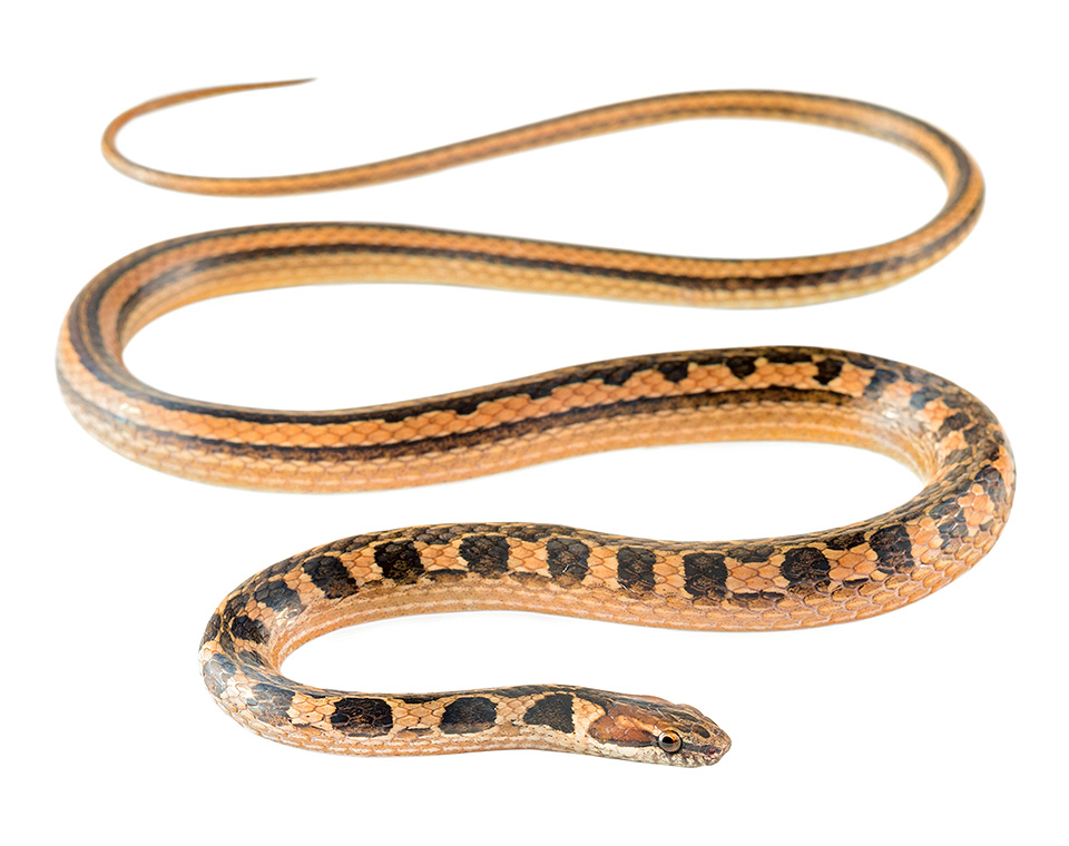 Spotbelly Snakes of Ecuador