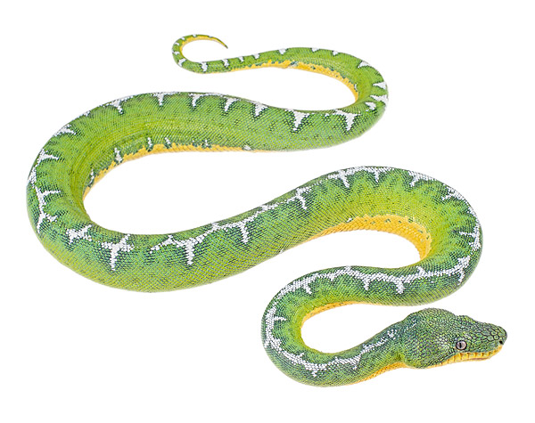 Corallus batesii