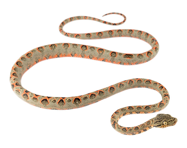 Corallus hortulana