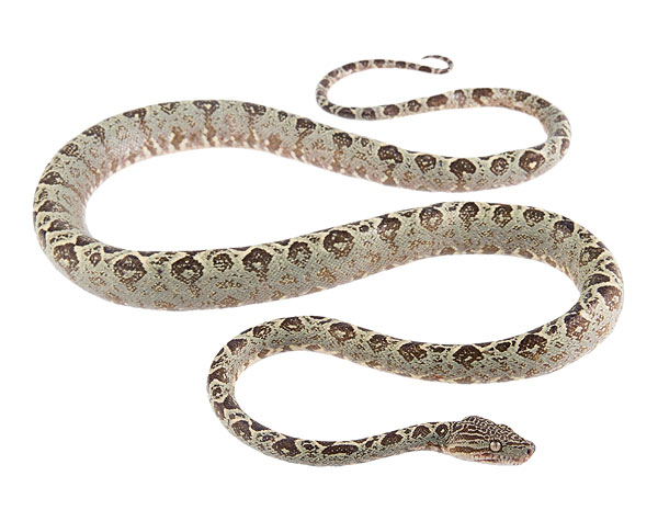 Adult Corallus hortulana