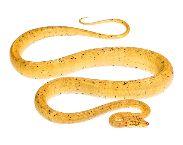 Adult female Corallus hortulana