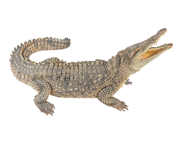 Crocodylus acutus