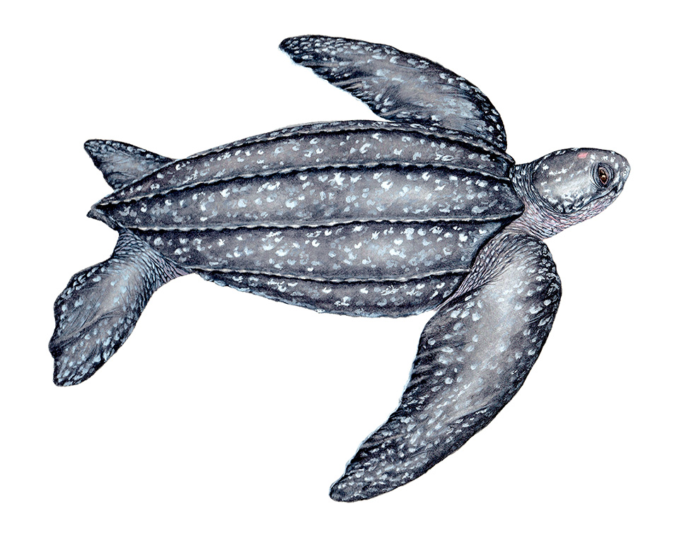 Leatherback