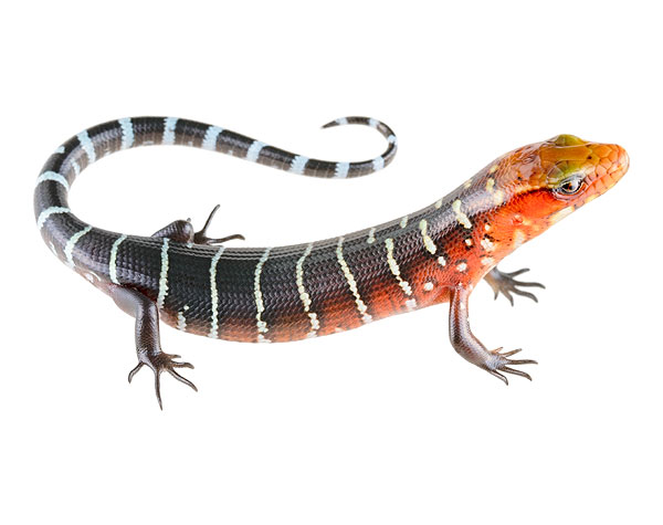 Juvenile Diploglossus monotropis