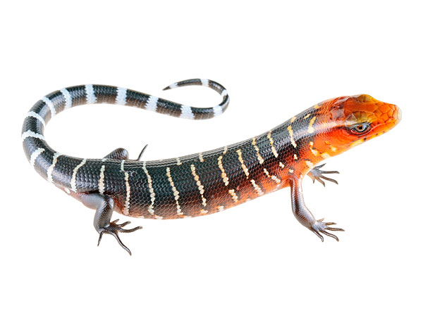 Juvenile Diploglossus monotropis