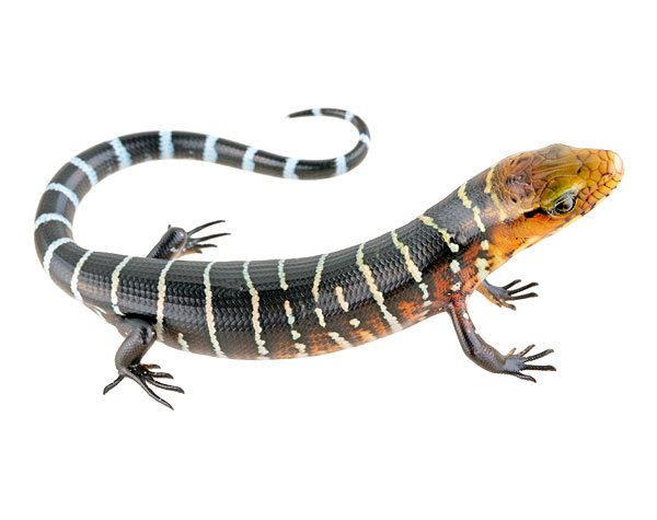 Juvenile Diploglossus monotropis