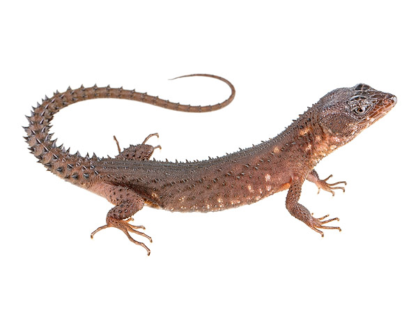 Adult male Echinosaura keyi