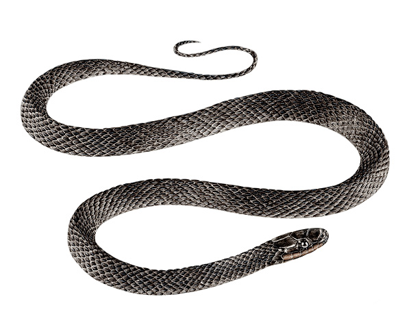 Emmochliophis fugleri