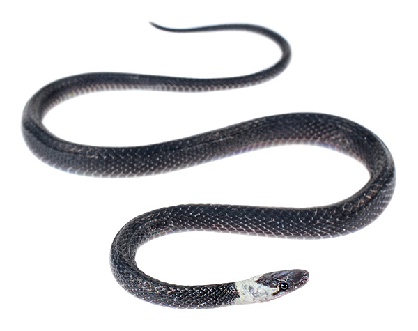 Emmochliophis