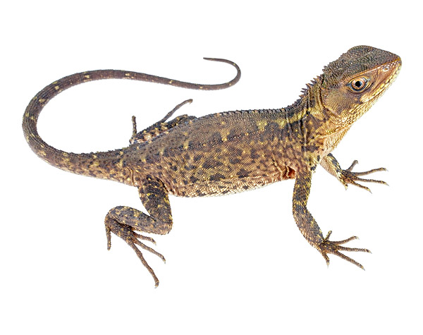 Adult female Enyalioides anisolepis