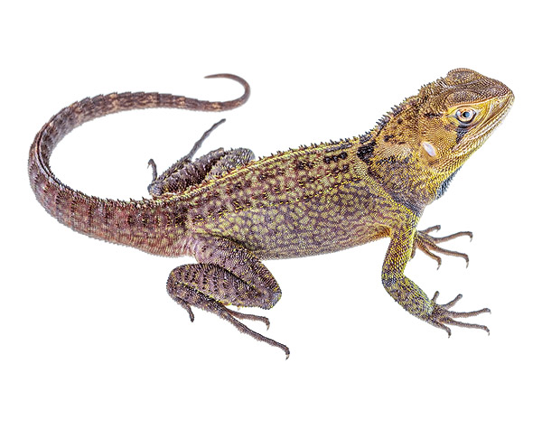 Adult male Enyalioides heterolepis