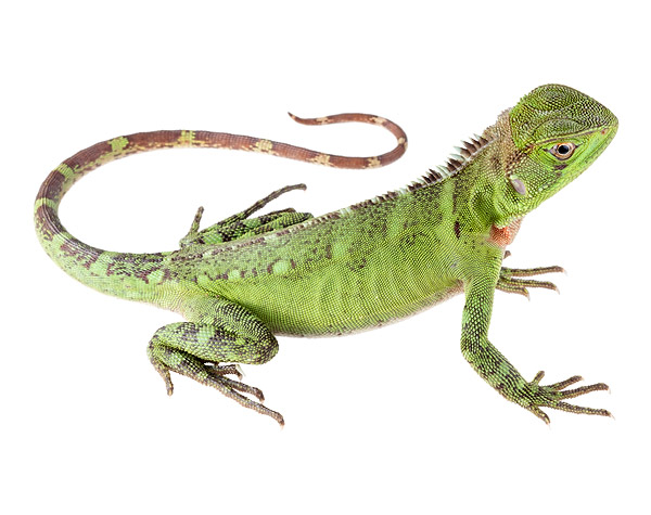 Adult female Enyalioides laticeps