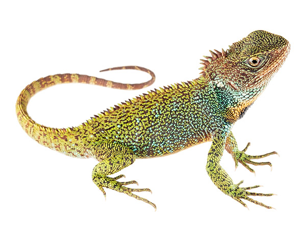 Adult male Enyalioides praestabilis