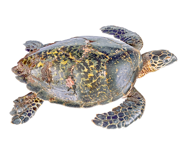 Adult female Eretmochelys imbricata