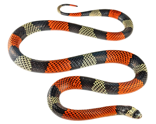 Snakes