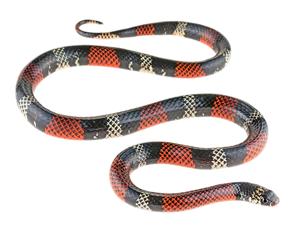 Erythrolamprus aesculapii