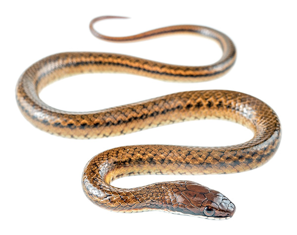 Erythrolamprus chrysostomus