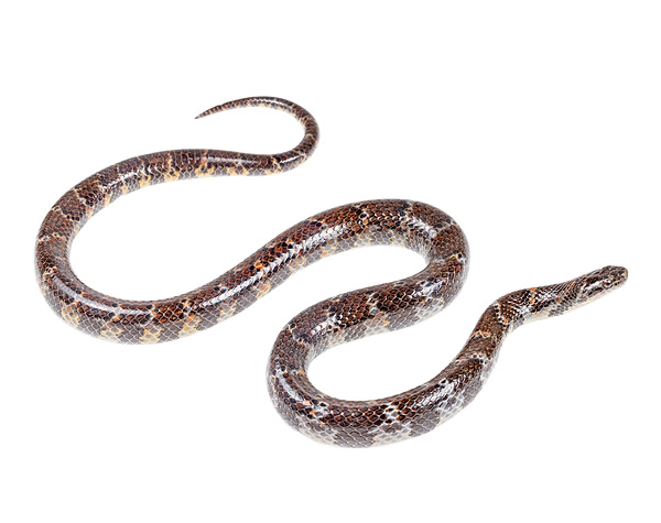 Erythrolamprus festae