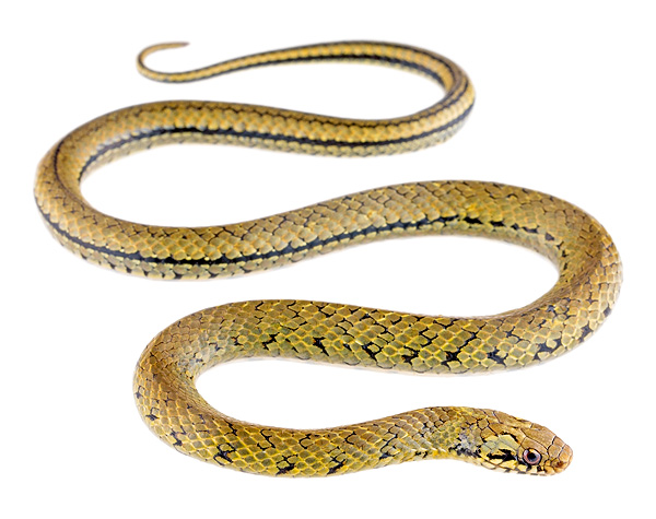 Erythrolamprus fraseri