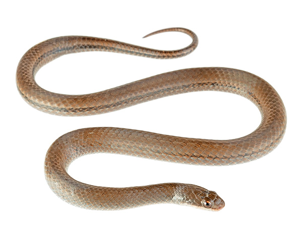 Erythrolamprus lamonae