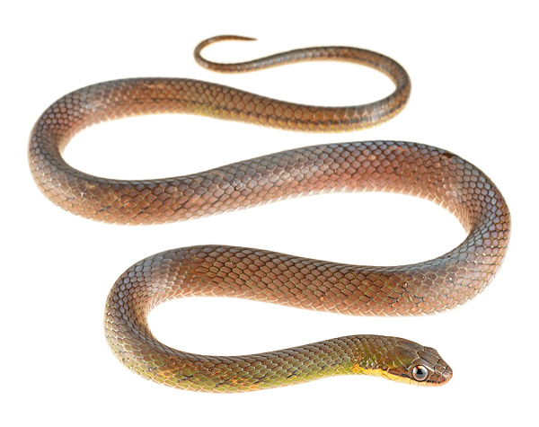 Erythrolamprus reginae