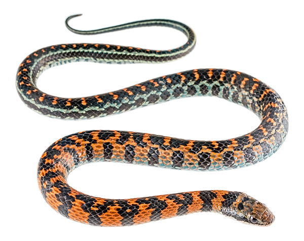 Erythrolamprus vitti