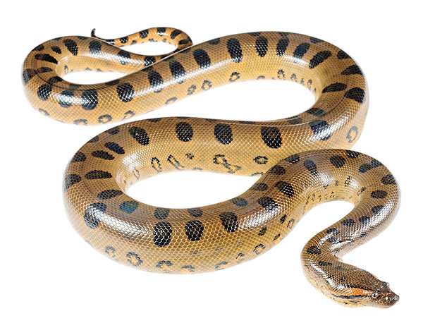 Juvenile Eunectes murinus