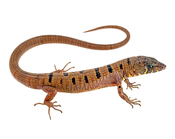 Euspondylus guentheri