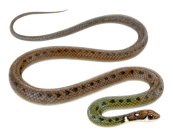 Eutrachelophis