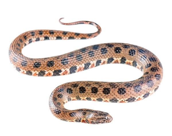 Helicops hagmanni