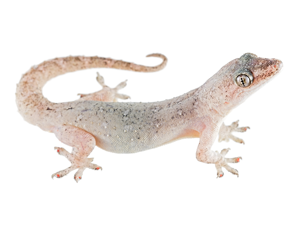 House Geckos