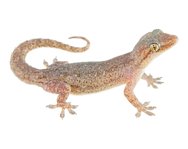 Adult female Hemidactylus frenatus