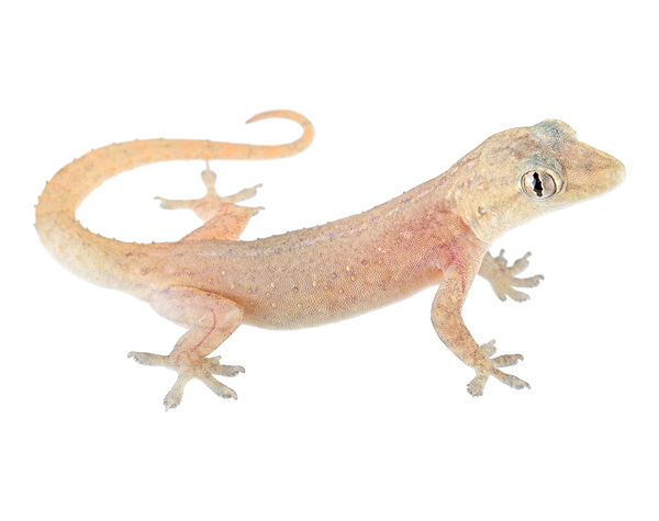 Juvenile Hemidactylus frenatus