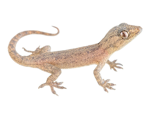 Juvenile Hemidactylus frenatus