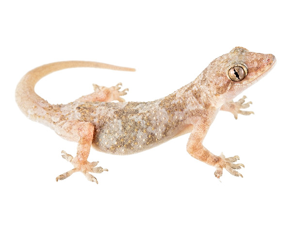 Adult female Hemidactylus mabouia