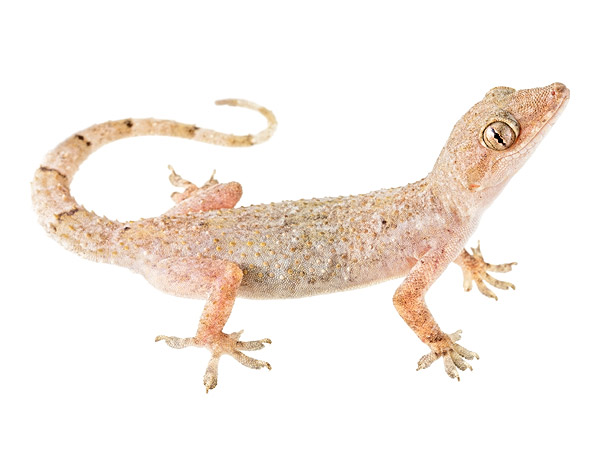 Adult female Hemidactylus mabouia