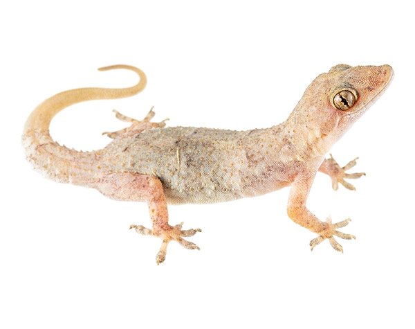 Adult female Hemidactylus mabouia