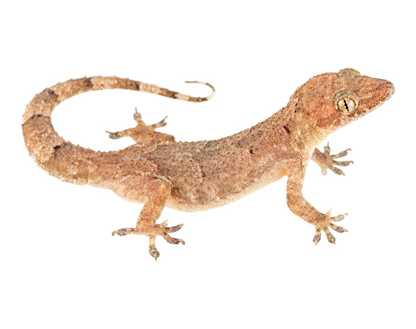 Hemidactylus mabouia