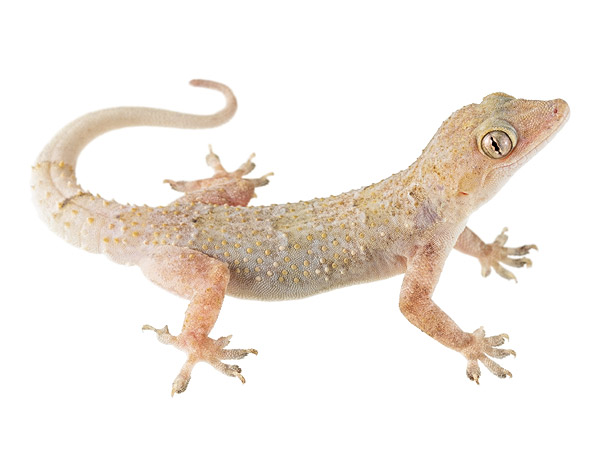 Adult male Hemidactylus mabouia