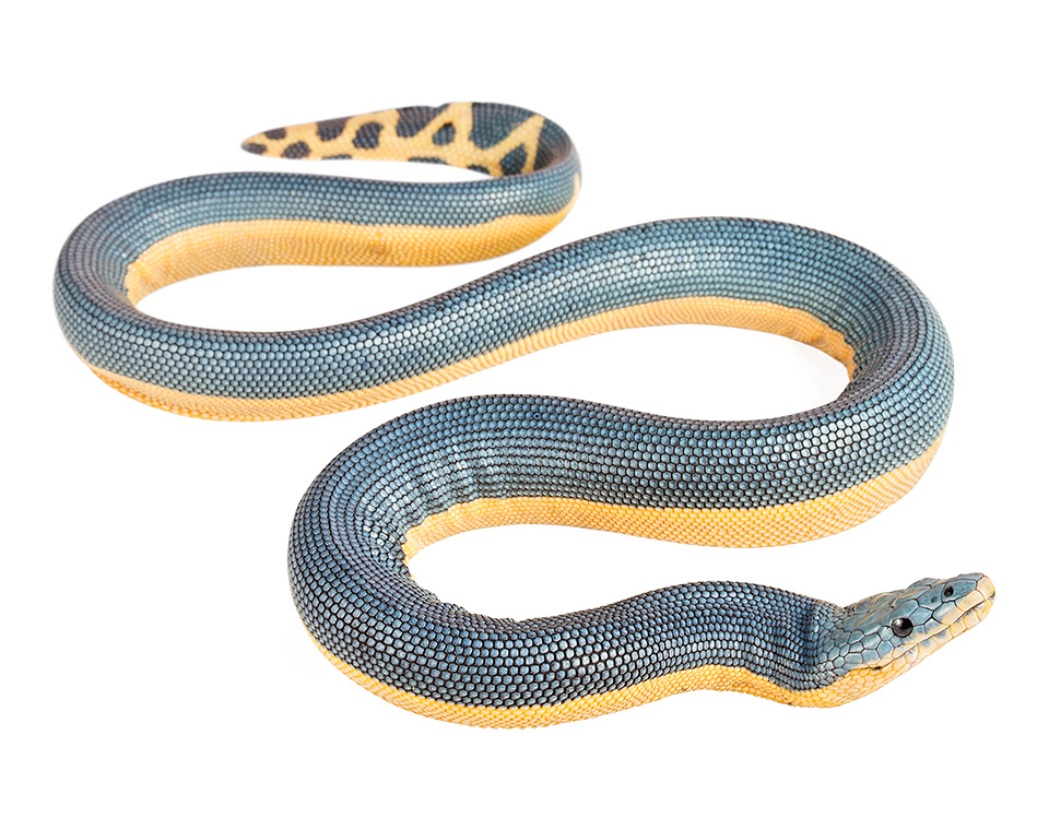 Hydrophis platurus