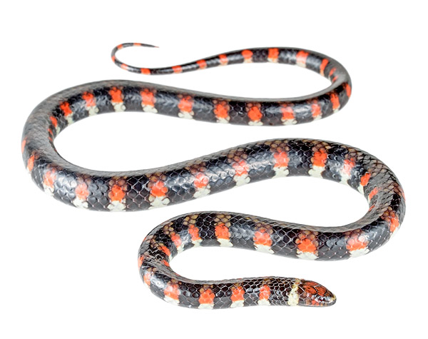Hydrops triangularis