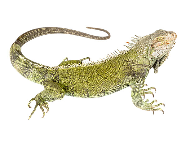 Adult female Iguana iguana
