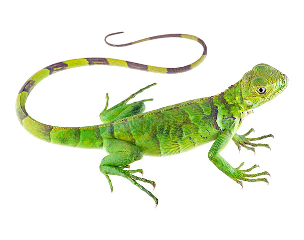 Juvenile Iguana iguana