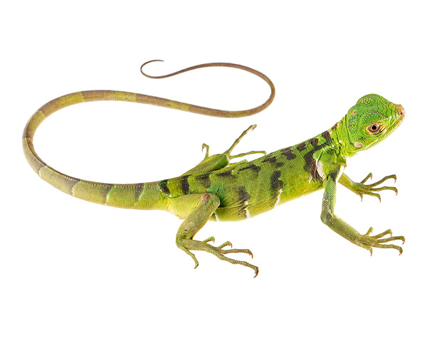 Juvenile Iguana iguana