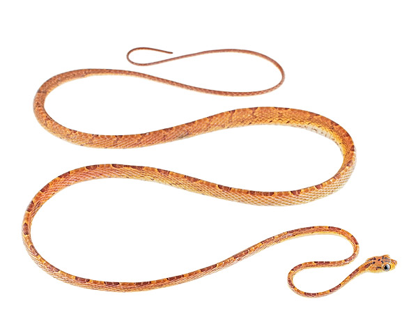 Imantodes chocoensis