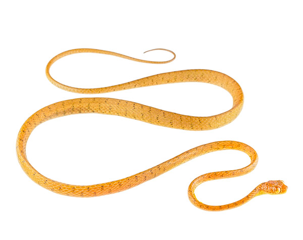 Imantodes inornatus