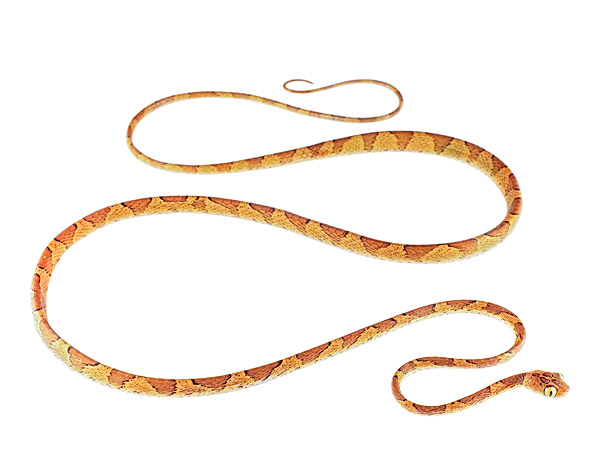 Imantodes lentiferus