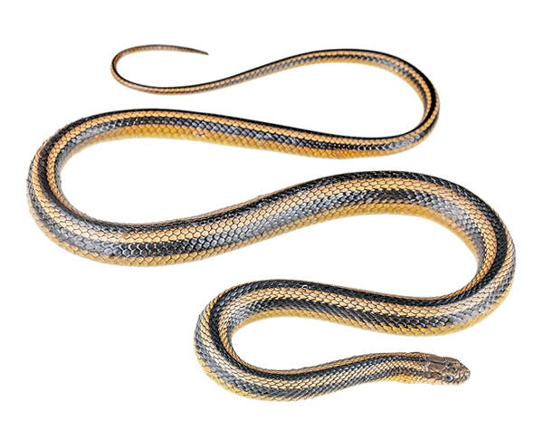Incaspis